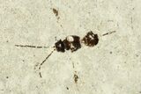 Fossil Parasitoid Wasp and Mosquito Plate - Cereste, France #256066-3